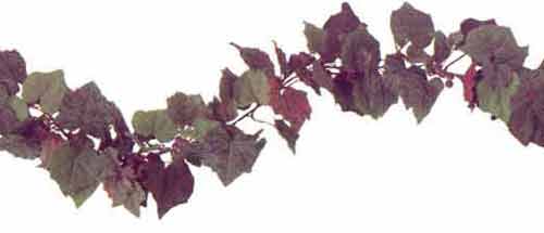 Frosted Grape Ivy Garland